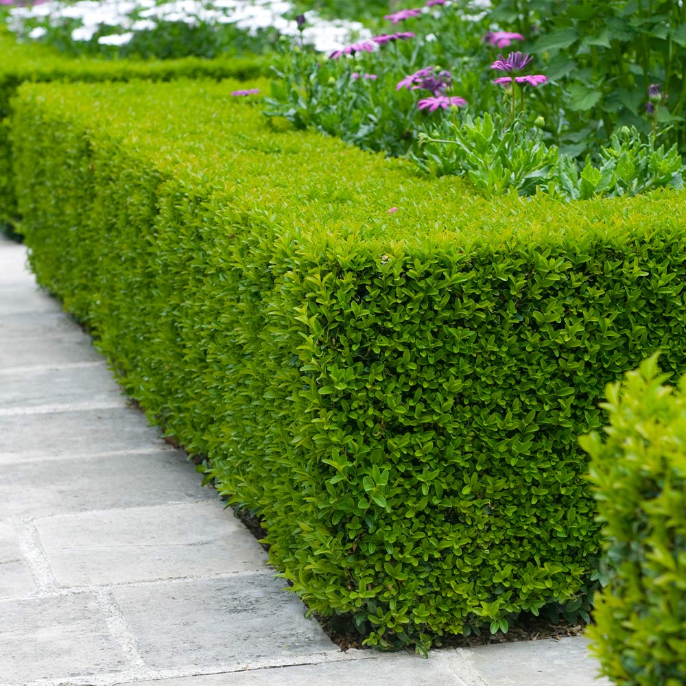 hedges